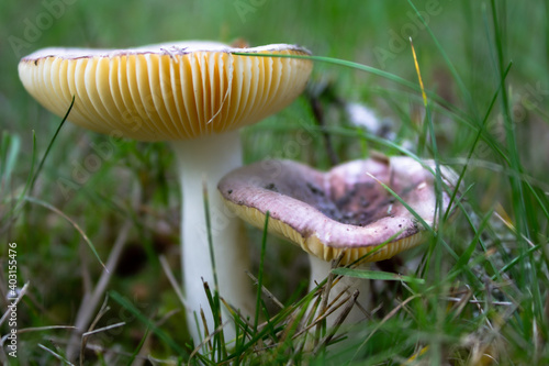 Vibrant Mushrooms