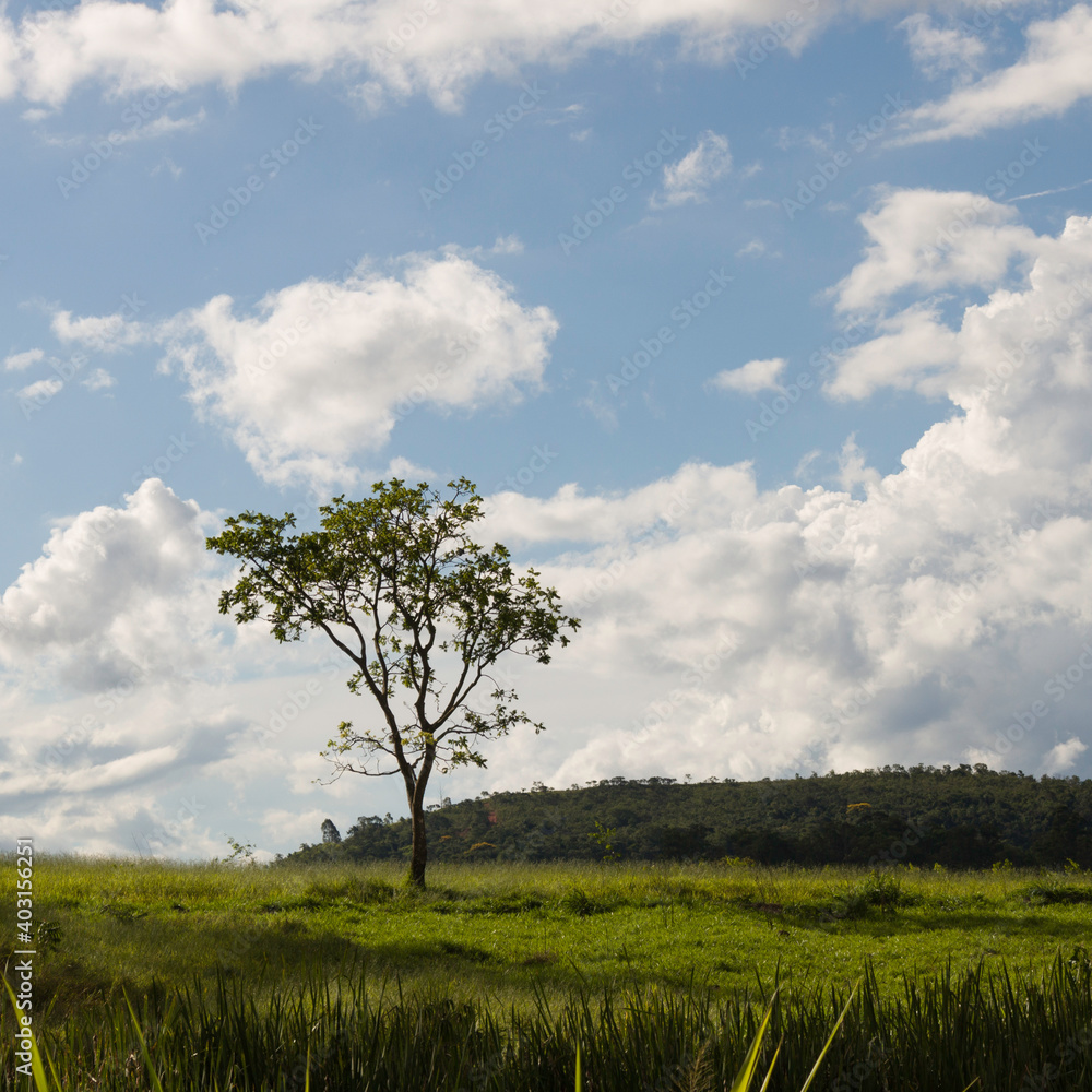 tree in the field