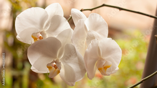 white orchid flower