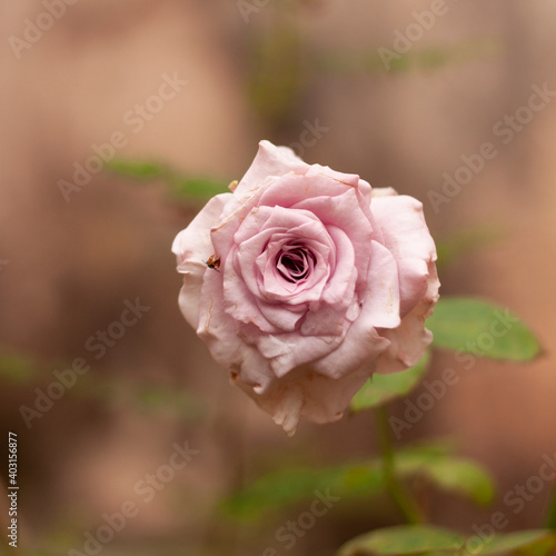 pink rose in garden