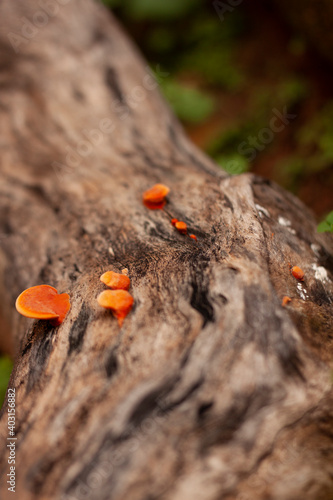 mushroom on a tree