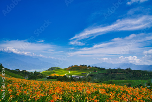 Wild Orange Daylily flowers bloom all over the mountains and fields  Taiwan.