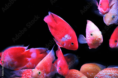 hybrid Red and white Parrot Cichlid are swimming in freshwater aquarium. blood parrot cichlid is a hybrid between midas and redhead cichlid.