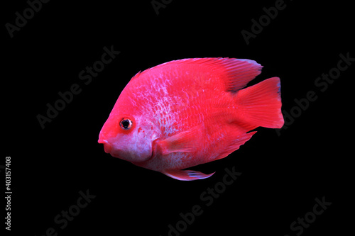 hybrid Red and white Parrot Cichlid are swimming in freshwater aquarium. blood parrot cichlid is a hybrid between midas and redhead cichlid.