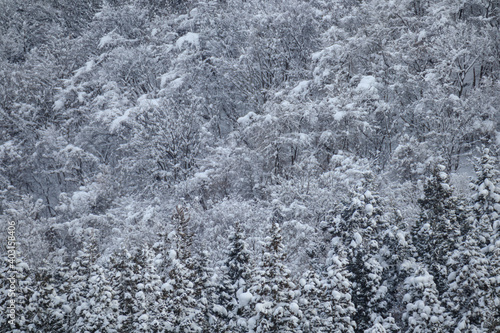 雪景色　冬　大雪　イメージ © fusa6