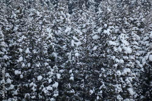 雪景色 冬 大雪 イメージ © fusa6