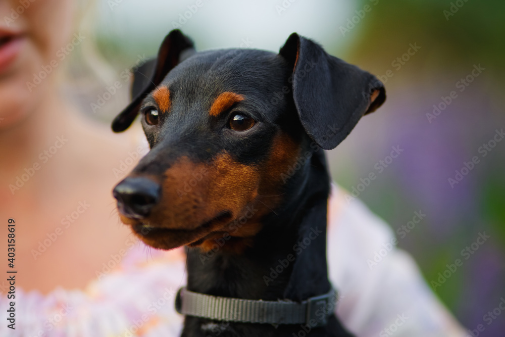 Close-up portrait of a dog. A girl in a clearing with purple lupine flowers in the field, holding a small dog miniature pinscher.