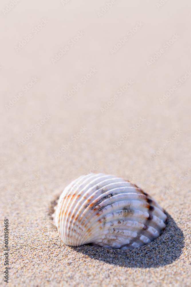 Summer holiday poster with seashells, starfishes on sand ocean beach background. Summer vacation and product advertisement concept. Summer holiday poster with seashells, starfishes on sand ocean beach background. Summer vacation and product advertisement concept.