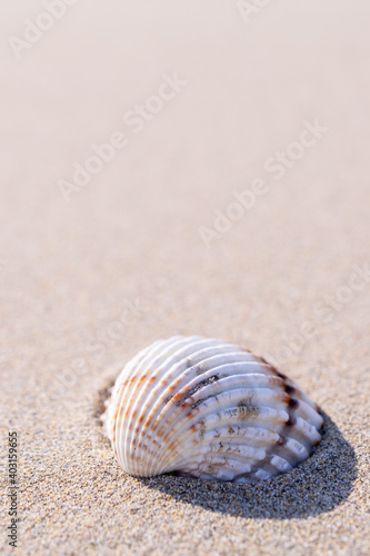 Summer holiday poster with seashells, starfishes on sand ocean beach background. Summer vacation and product advertisement concept.