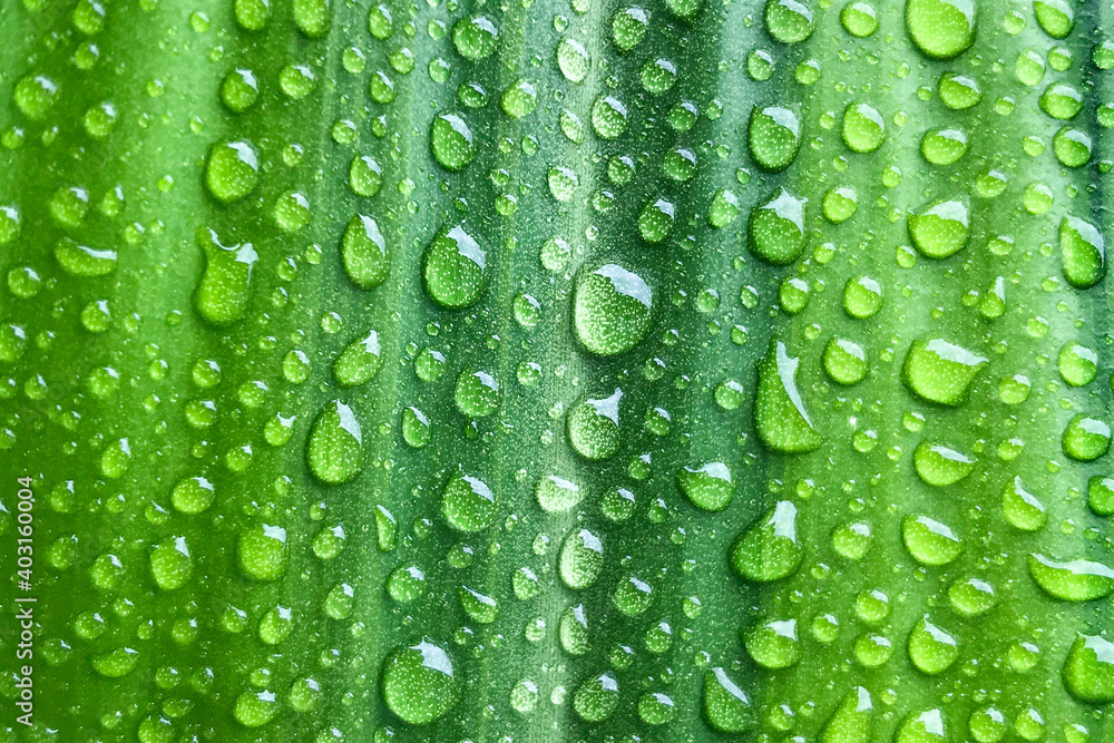 Green leaf texture with drops of water