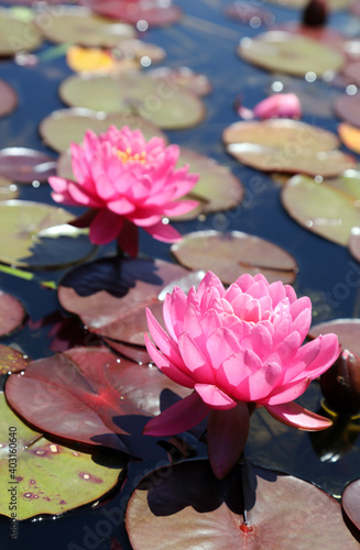 Beautiful pink water lilies surrounded by green leaves