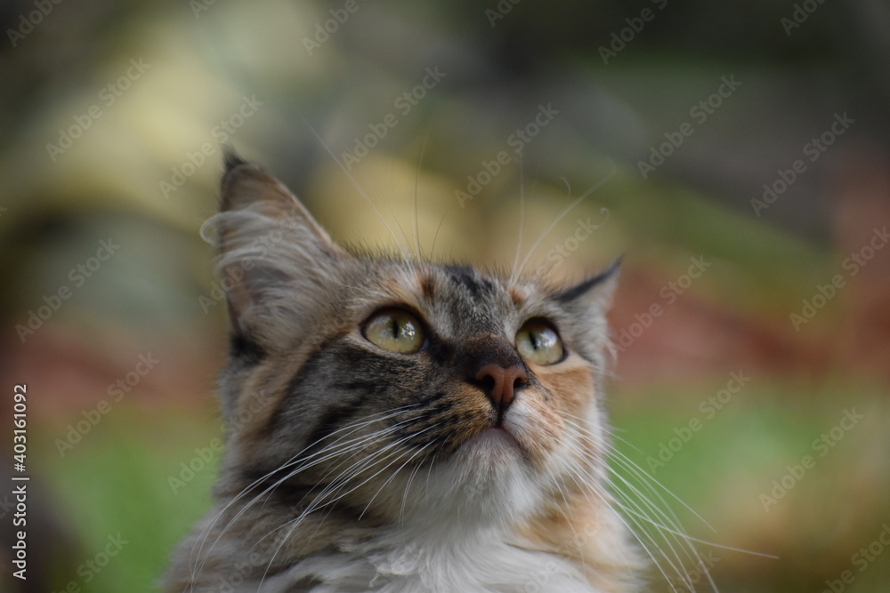 Gato mirando hacia arriba con fondo desenfocado