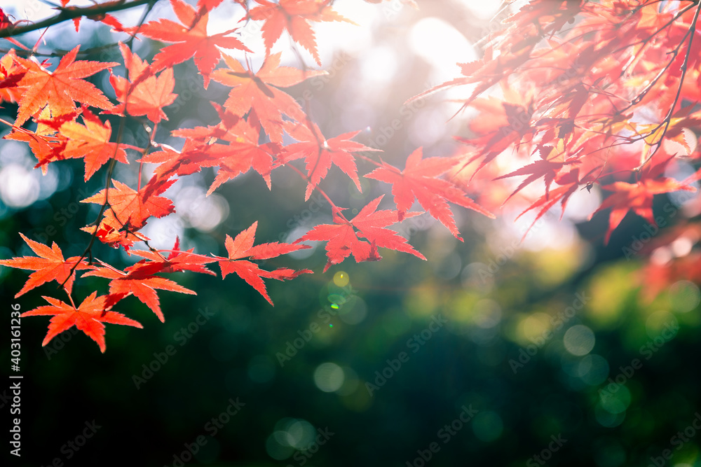 Soft scene of sunlight shining on red maple leaves. Soft scene of sunlight shining on red maple leaves.