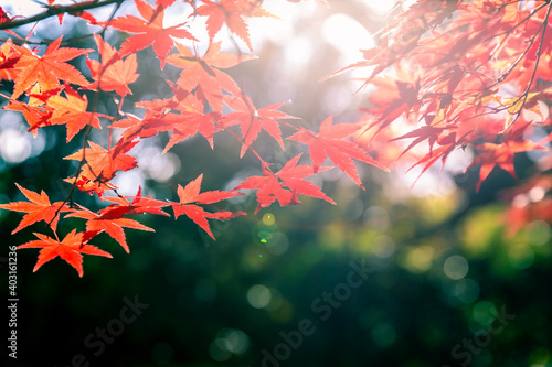 Soft scene of sunlight shining on red maple leaves.