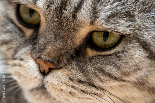 Close-up portrait of a beautiful two-tone striped cat with yellow eyes Scottish Fold.