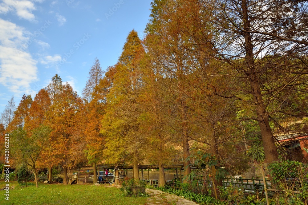 Naklejka premium Colorful winter deciduous cypress tree,(Farm in Hsinchu,Taiwan)