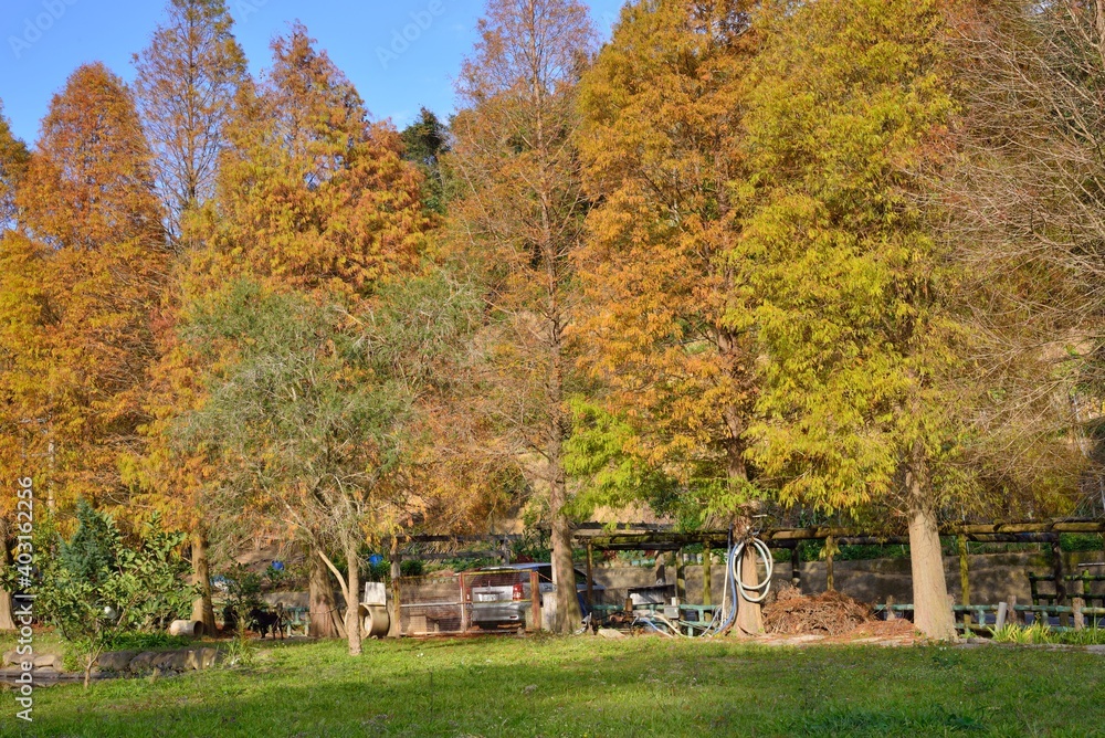 Colorful winter deciduous cypress tree,(Farm in Hsinchu,Taiwan) Colorful winter deciduous cypress tree,(Farm in Hsinchu,Taiwan)