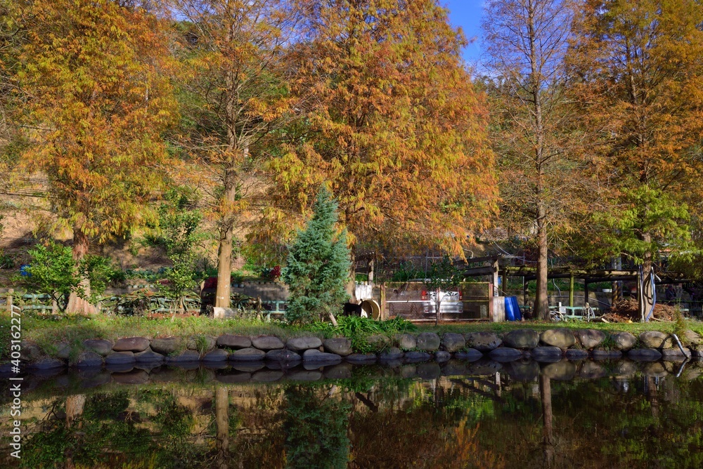 Fototapeta premium Colorful winter deciduous cypress tree,(Farm in Hsinchu,Taiwan)