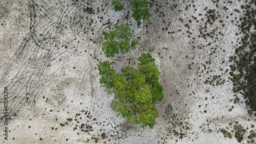 top view of trees in a dried up lake, cypresses, photo from a quadcopter