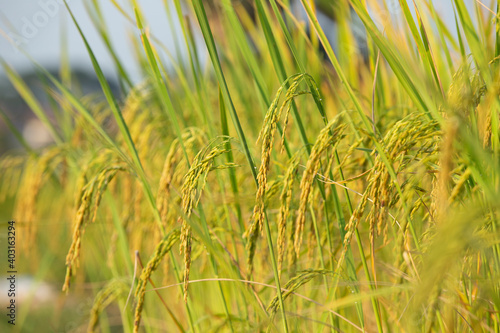 Close-up view of the flowers of the ears of rice and rice plants that are fully ripe and ready to be harvested.