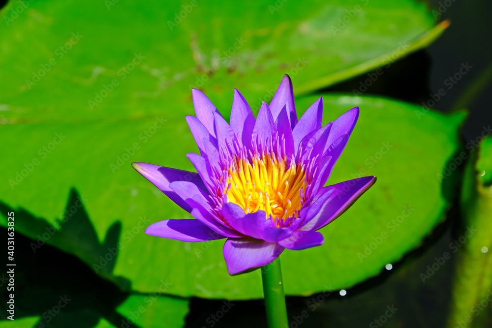 Beautiful purple lotus flower or water lily blossom with green leaves and water background. Beautiful purple lotus flower or water lily blossom with green leaves and water background.
