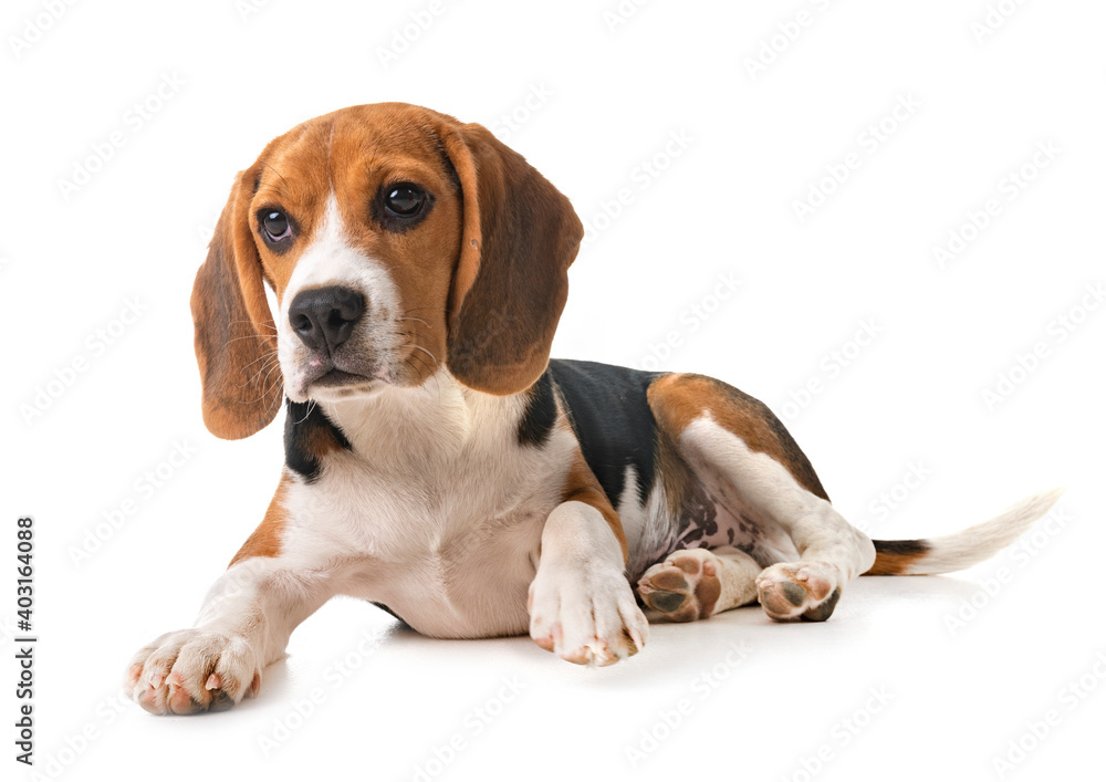 puppy beagle in studio