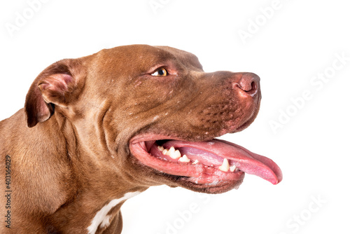 american pitbull in studio