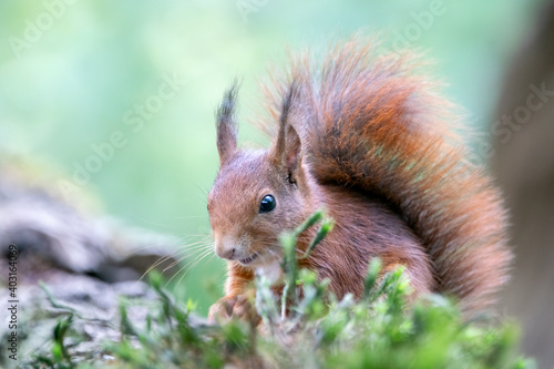 Curious Eurasian red squirrel (Sciurus vulgaris) in the forest of Tessenderlo, Belgium. Green background. © Albert Beukhof