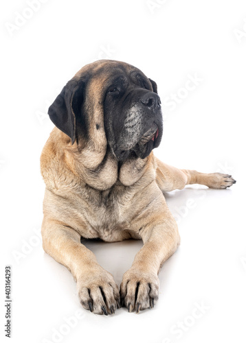 English Mastiff in studio