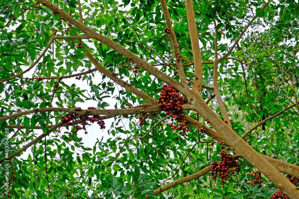 Fototapeta premium Dull reddish-dark crimson Cluster Fig (Ficus racemosa) fruits on its tree in the forest.