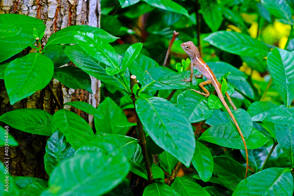 The Red chameleon on the green leaves tree.