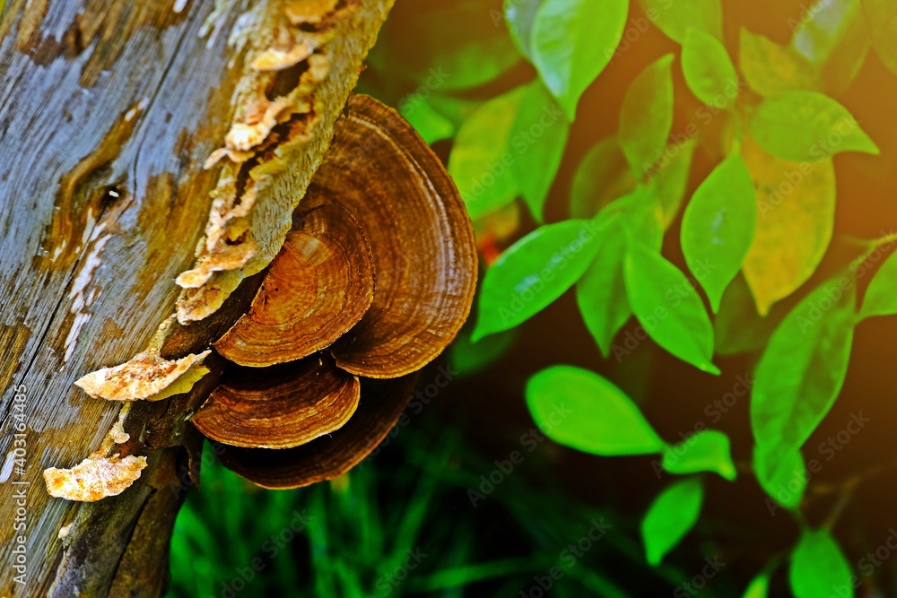 Wood parasitic fungus growing on wood carcass. Wood parasitic fungus growing on wood carcass.
