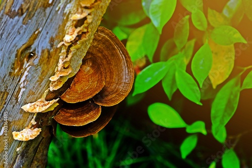 Wood parasitic fungus growing on wood carcass.