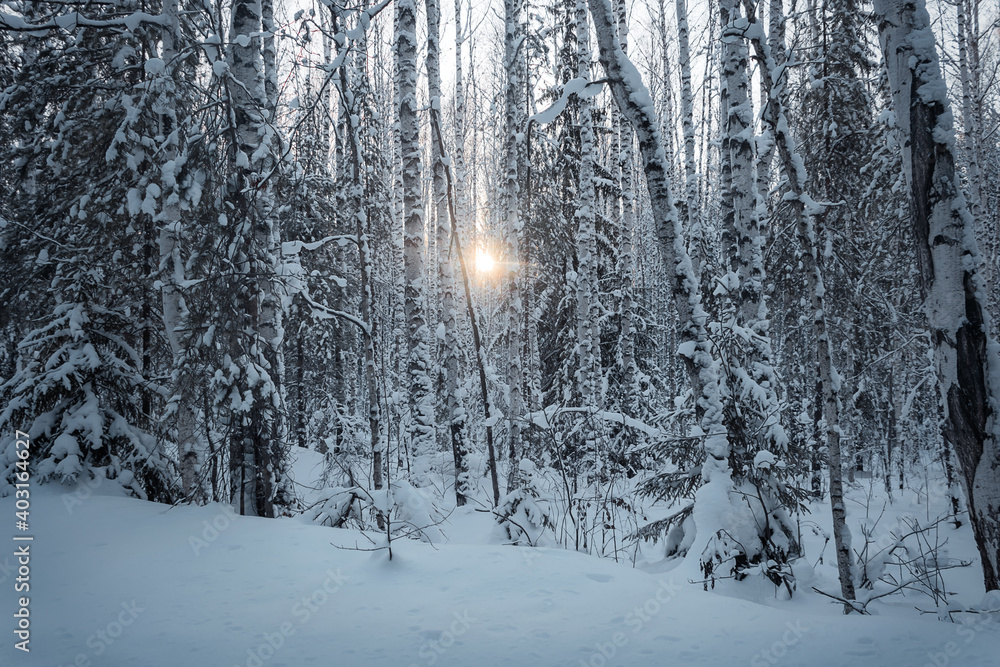 forest in winter. snow-covered trees after heavy night snowfall. the morning sun breaks through the branches of the trees. White fluffy snow, old pine forest, Ural (Russia) taiga