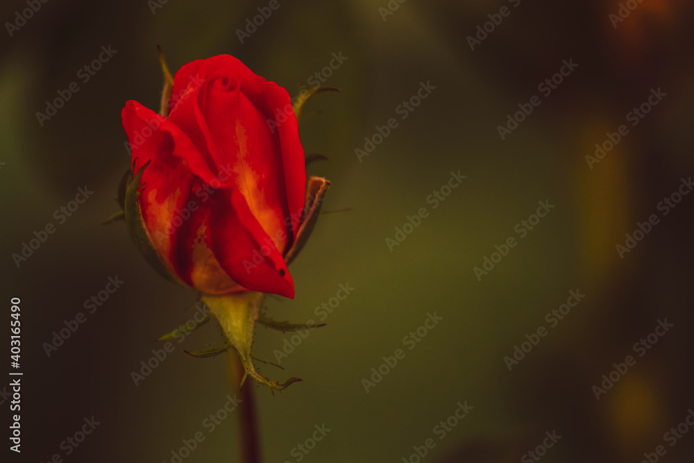 single beautiful red rose bud in the garden with green background single beautiful red rose bud in the garden with green background