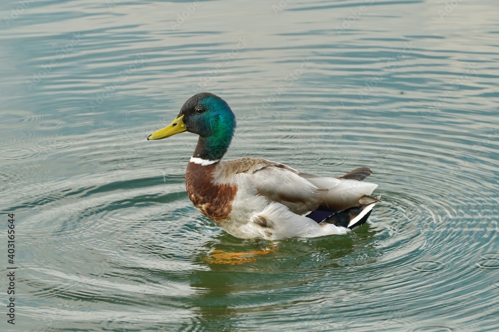 Duck in the spring in the city pond. Duck in the spring in the city pond.