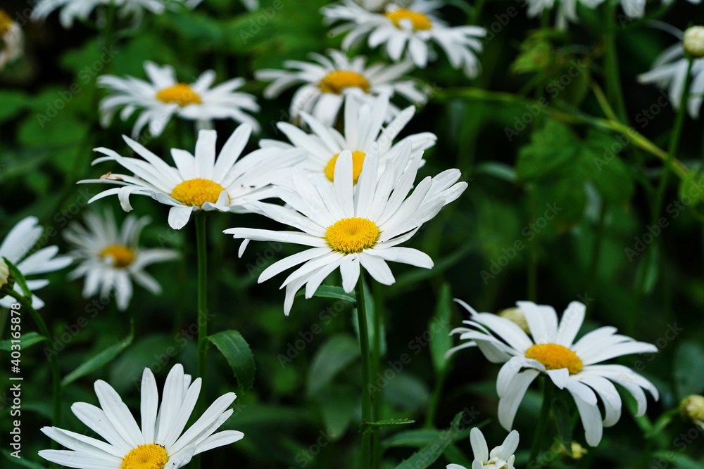 Garden daisies bloom in the summer garden. Garden daisies bloom in the summer garden.