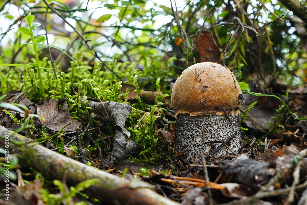 The boletus mushroom grows among the fallen leaves. The boletus mushroom grows among the fallen leaves.