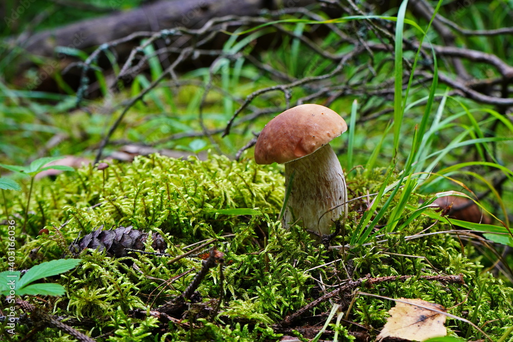 White mushroom grows in the forest. White mushroom grows in the forest.