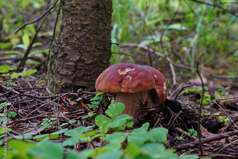 White mushroom grows in the forest. White mushroom grows in the forest.