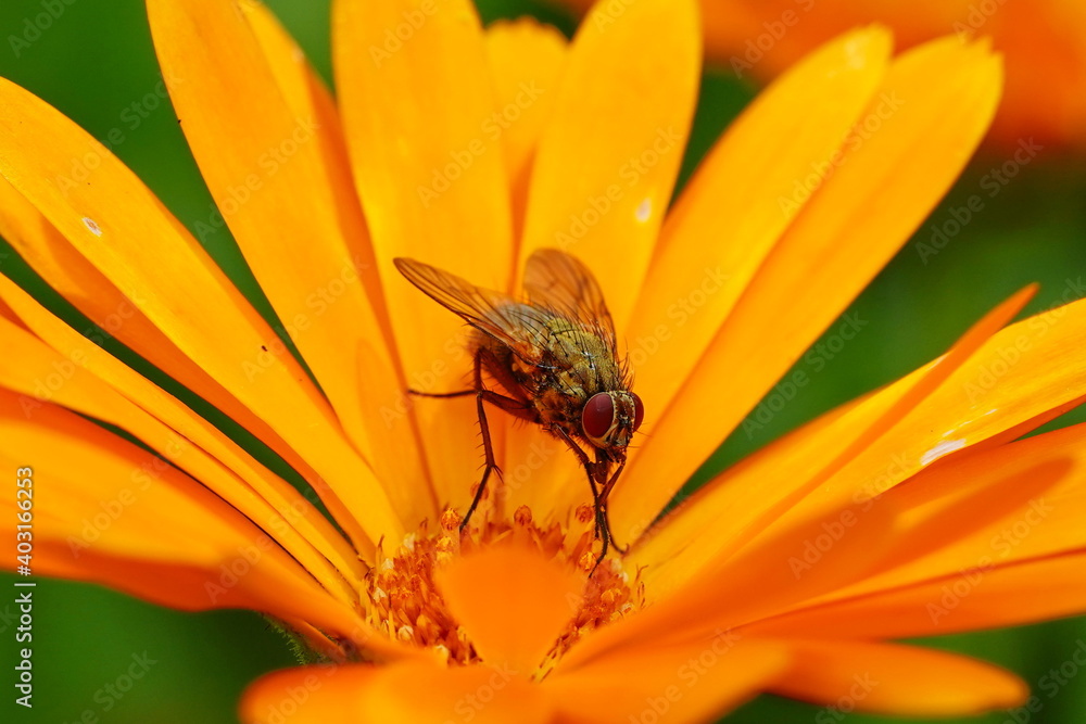 The fly sits on an orange calendula flower. The fly sits on an orange calendula flower.