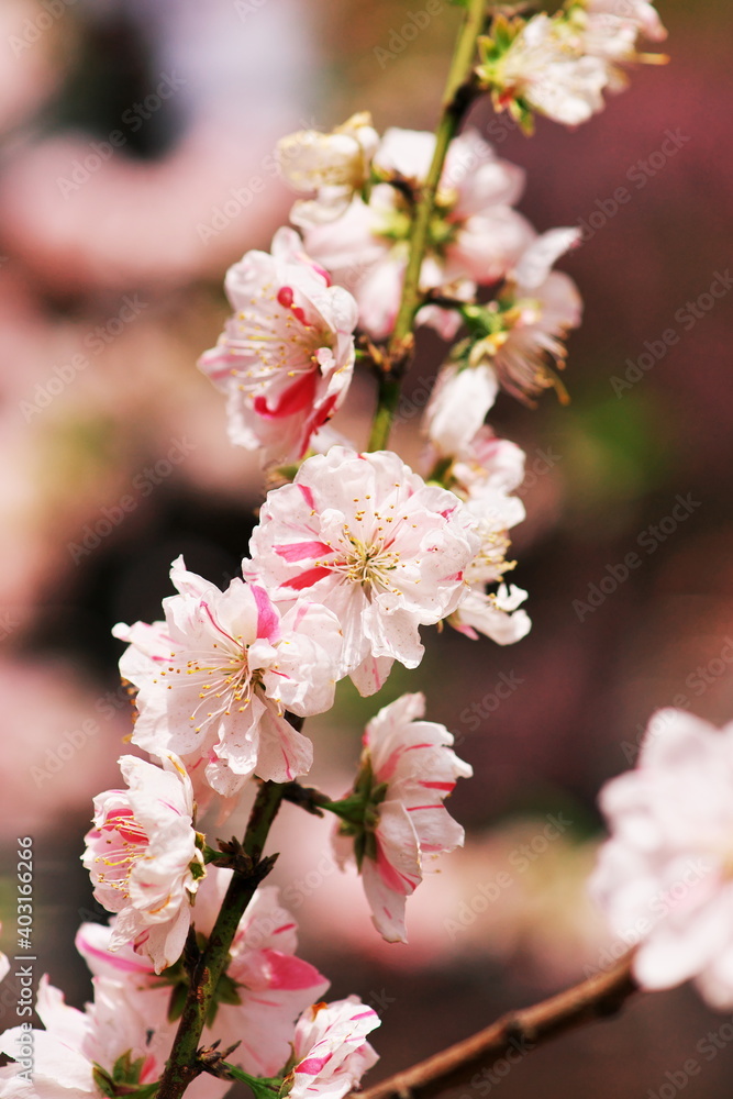 桃の花をよく見ると