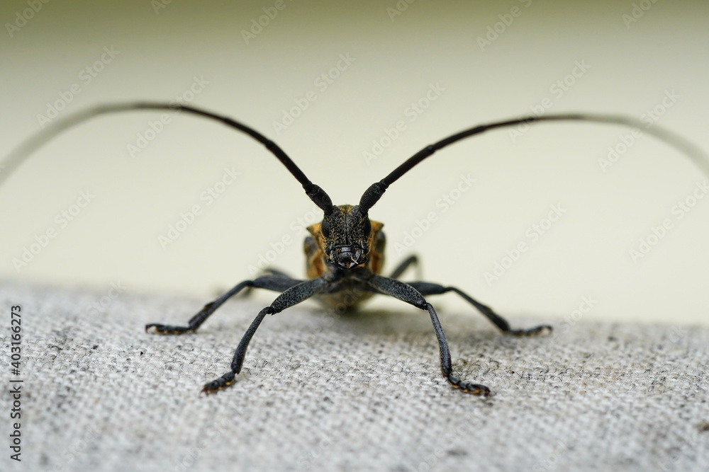 Barbel beetle (lumberjack) close-up with a long mustache. Barbel beetle (lumberjack) close-up with a long mustache.