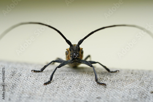 Barbel beetle (lumberjack) close-up with a long mustache. © ELENA MASTEROVA