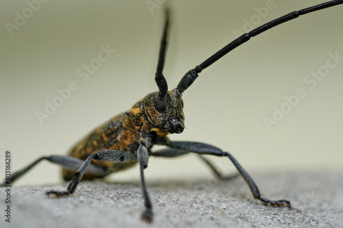 Barbel beetle (lumberjack) close-up with a long mustache. © ELENA MASTEROVA