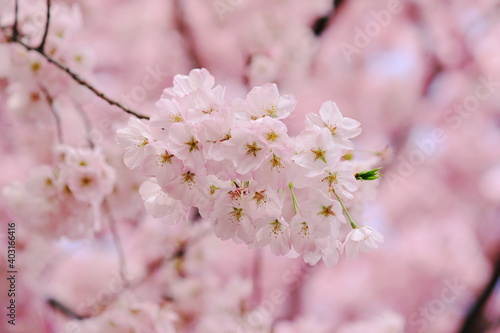 Fototapeta Naklejka Na Ścianę i Meble -  満開の桜に溺れる風景