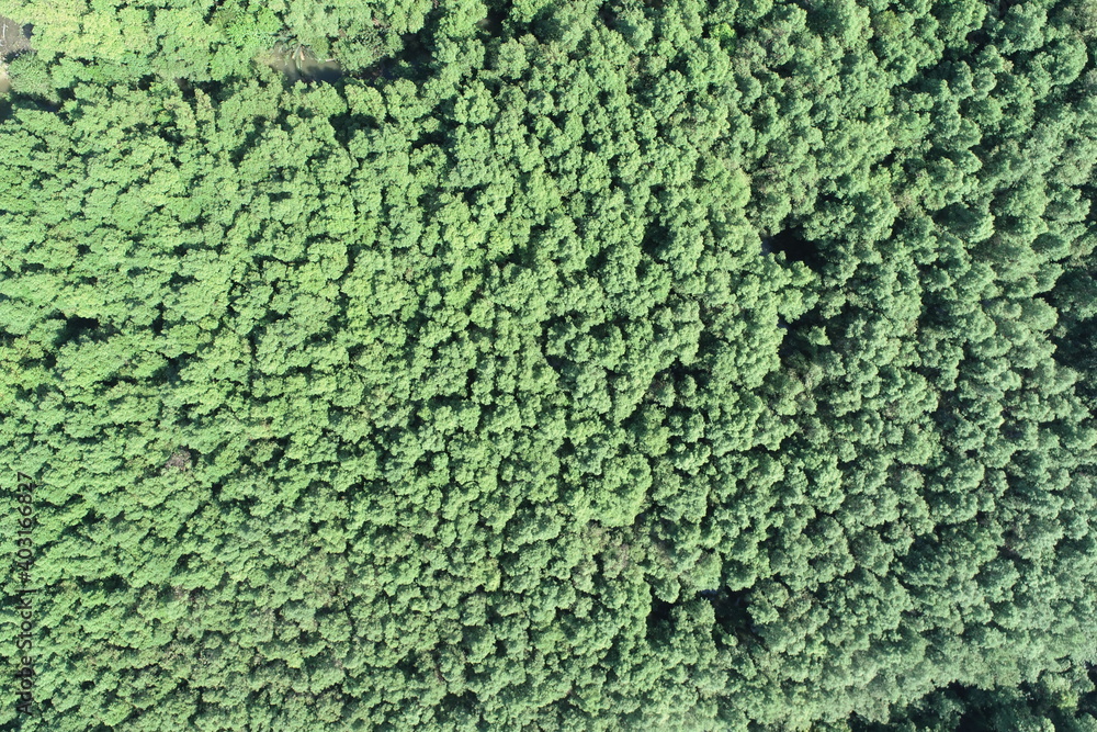 mangrove forest aerial view photography drone