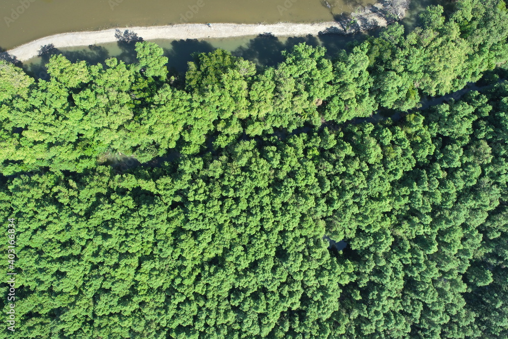 mangrove forest aerial view photography drone mangrove forest aerial view photography drone