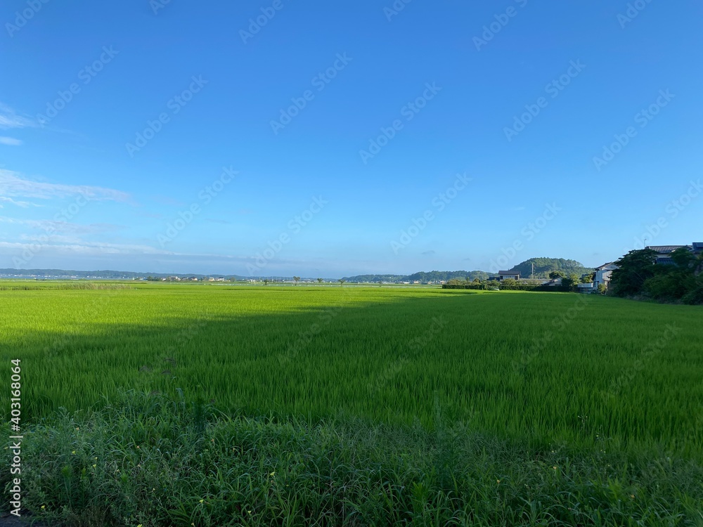 Paddy field