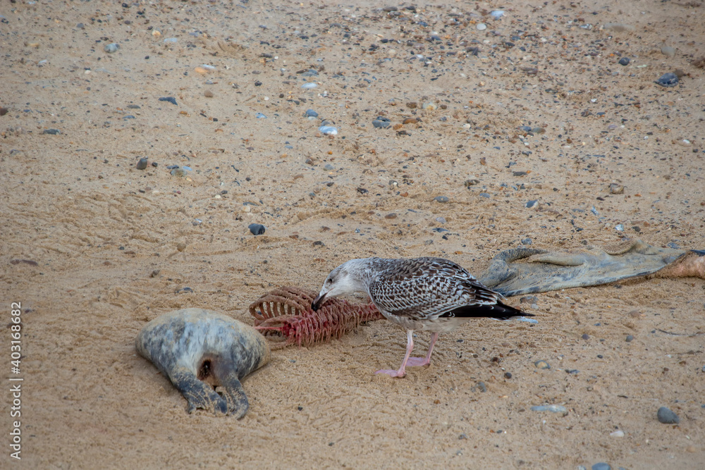 A seagull feed on the carcass of a Grey Seal (Halichoerus grypus) A seagull feed on the carcass of a Grey Seal (Halichoerus grypus)